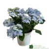 Hydrangea 'Blue Sprinkles' 5Ltr Pot -PlantCraft Sales Shop 5019801017266