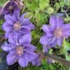 Clematis 'Bijou' Trailing/Climbing Plant 2 Ltr Pot -PlantCraft Sales Shop 5019801028361