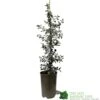 Ceanothus 'Silver Surprise' Plant 3Ltr Pot -PlantCraft Sales Shop 5019801123035