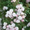 Pink Miniature Climbing Rose 'Little Rambler' 3Ltr Pot -PlantCraft Sales Shop 5019801772035