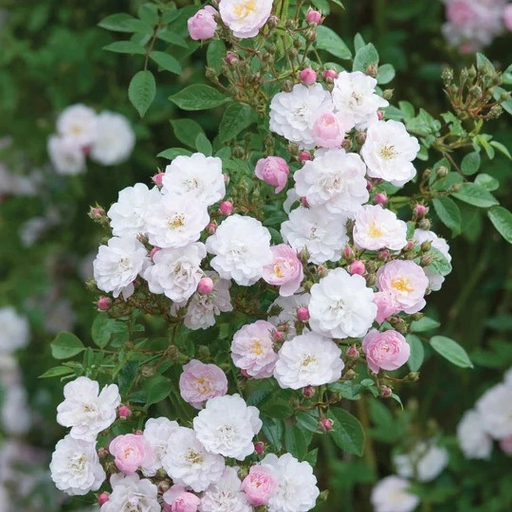Pink Miniature Climbing Rose 'Little Rambler' 3Ltr Pot 3 Pink Miniature Climbing Rose 'Little Rambler' 3Ltr Pot