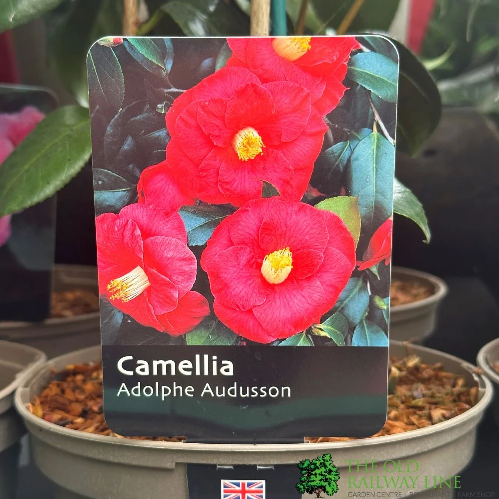 Camellia 'Adolphe Audusson' 3Ltr Pot 3 Camellia 'Adolphe Audusson' 3Ltr Pot