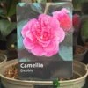 Camellia 'Debbie' 3Ltr Pot 2 Camellia 'Debbie' 3Ltr Pot -PlantCraft Sales Shop 5019945010222