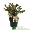 Ilex 'Casanova' 3Ltr Pot (NL) 2 Ilex 'Casanova' 3Ltr Pot (NL) -PlantCraft Sales Shop 5019945014183