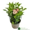 Alstroemeria 'Summer Break' 3Ltr Pot 2 Alstroemeria 'Summer Break' 3Ltr Pot -PlantCraft Sales Shop 5019945065284