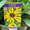 Rudbeckia 'Little Gold Star' 3Ltr Pot -PlantCraft Sales Shop 5019945067127 4bec35a9 3be6 4fdf 97a0 4664149f34d1