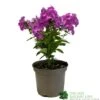 Phlox 'Famous Purple' 3Ltr Pot 1 Phlox 'Famous Purple' 3Ltr Pot -PlantCraft Sales Shop 5019945219878