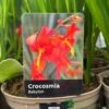 Crocosmia 'Babylon' 2Ltr Pot 1 Crocosmia 'Babylon' 2Ltr Pot -PlantCraft Sales Shop 5019945222212 dc955142 08c0 4fec ba30 c1ba74787d10