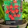 Crocosmia 'Princess' 2Ltr Pot -PlantCraft Sales Shop 5019945222243 0f0c26f5 42ea 4da3 9799 f0d9d9431cc4