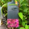 Hydrangea Paniculata 'Pinky Promise' 5Ltr Pot -PlantCraft Sales Shop 5019945243798