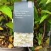 Hydrangea Paniculata 'Little Blossom' 5Ltr Pot -PlantCraft Sales Shop 5019945247536