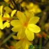Jasminum Nudiflorum Winter Jasmine 3Ltr Pot -PlantCraft Sales Shop 5019945915718 e0249c4c 3ef9 434c bc60 4f76c6a7655b