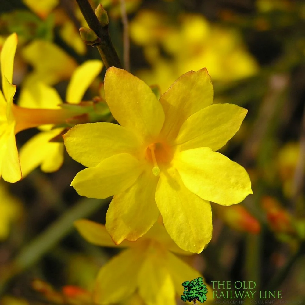 Jasminum Nudiflorum Winter Jasmine 3Ltr Pot 3 Jasminum Nudiflorum Winter Jasmine 3Ltr Pot