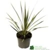 Cordyline Australis 'Sparkler' 2Ltr Pot -PlantCraft Sales Shop 5019945923324 947be49e 01a1 4c13 87e0 a29cf8292b1c