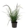 Pennisetum 'Sky Rocket' Grass 2 Ltr Pot 2 Pennisetum 'Sky Rocket' Grass 2 Ltr Pot -PlantCraft Sales Shop 5019945963016