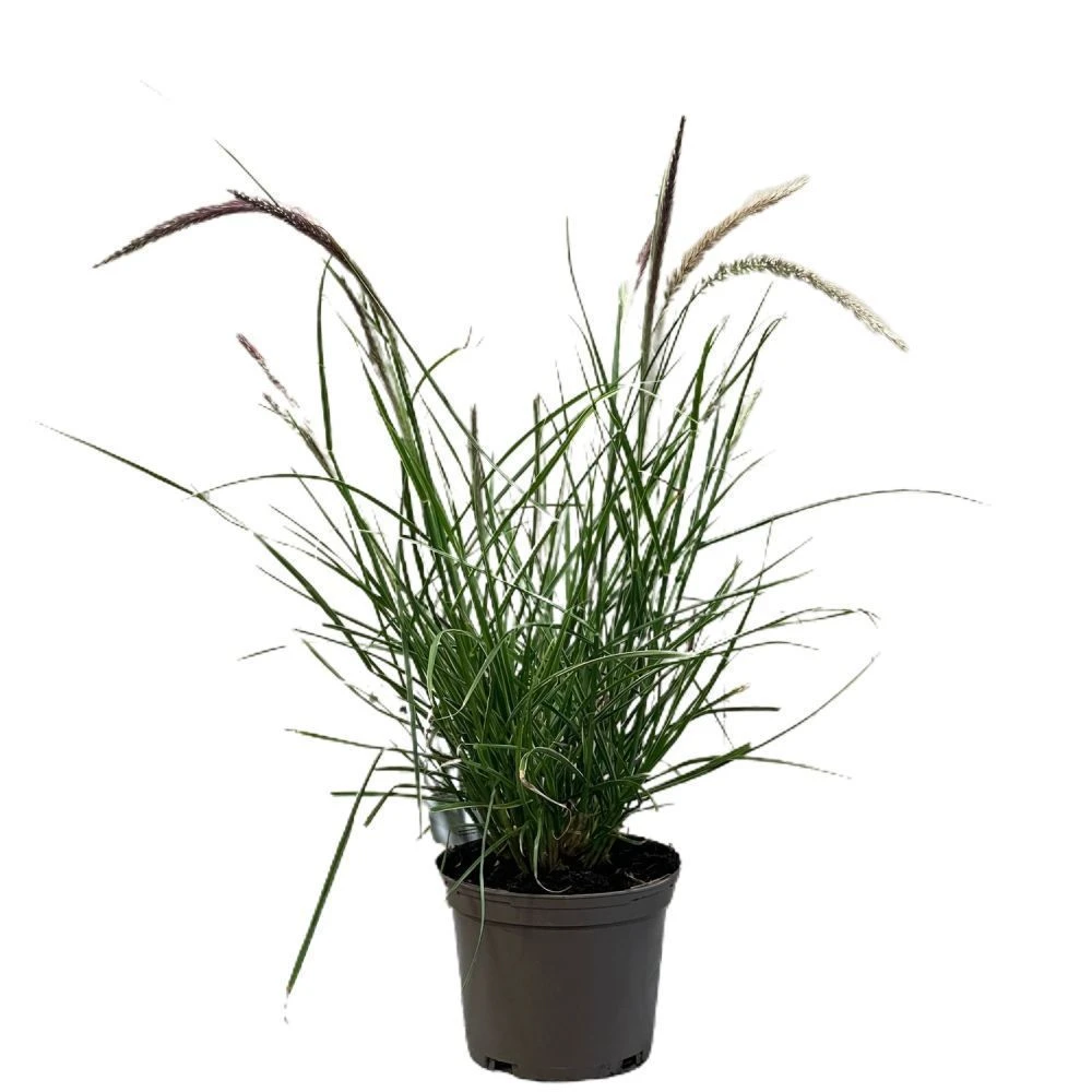 Pennisetum 'Sky Rocket' Grass 2 Ltr Pot 3 Pennisetum 'Sky Rocket' Grass 2 Ltr Pot