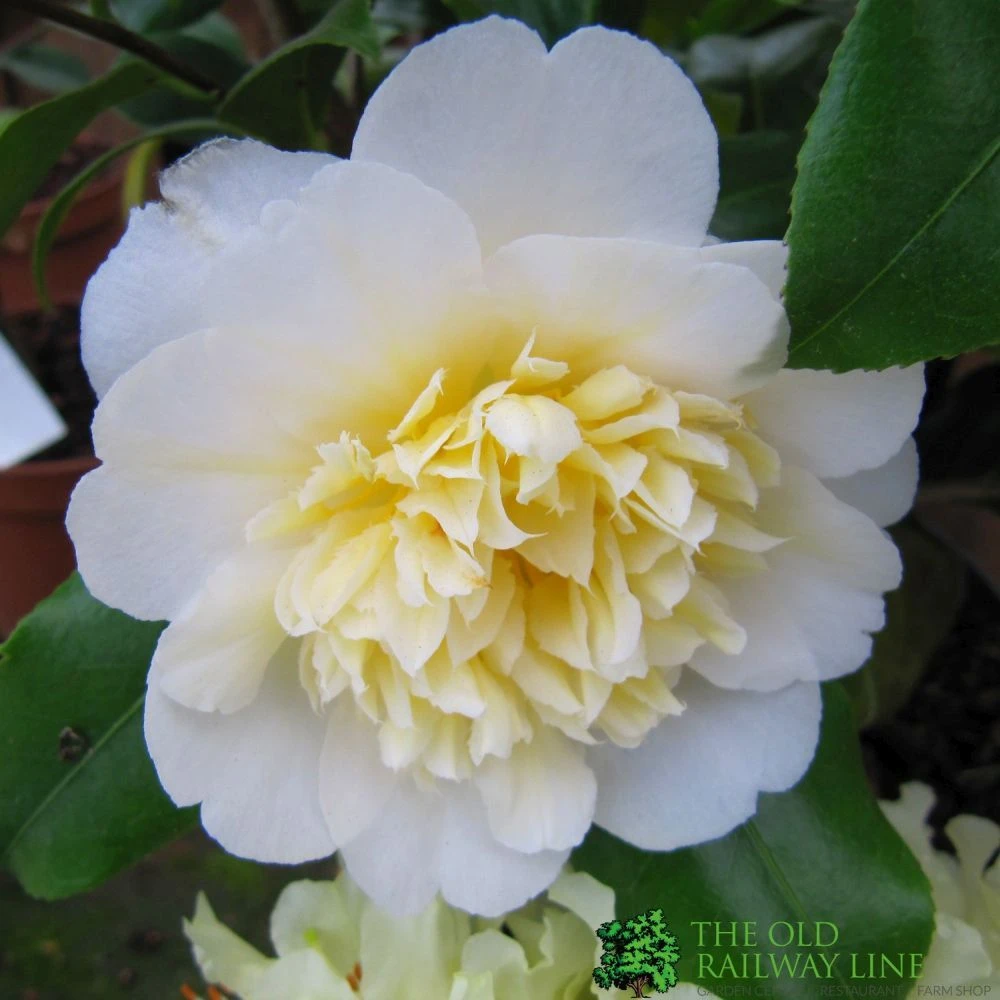 Camellia Japonica 'Brushfield's Yellow' Plant 3Ltr Pot 3 Camellia Japonica 'Brushfield's Yellow' Plant 3Ltr Pot