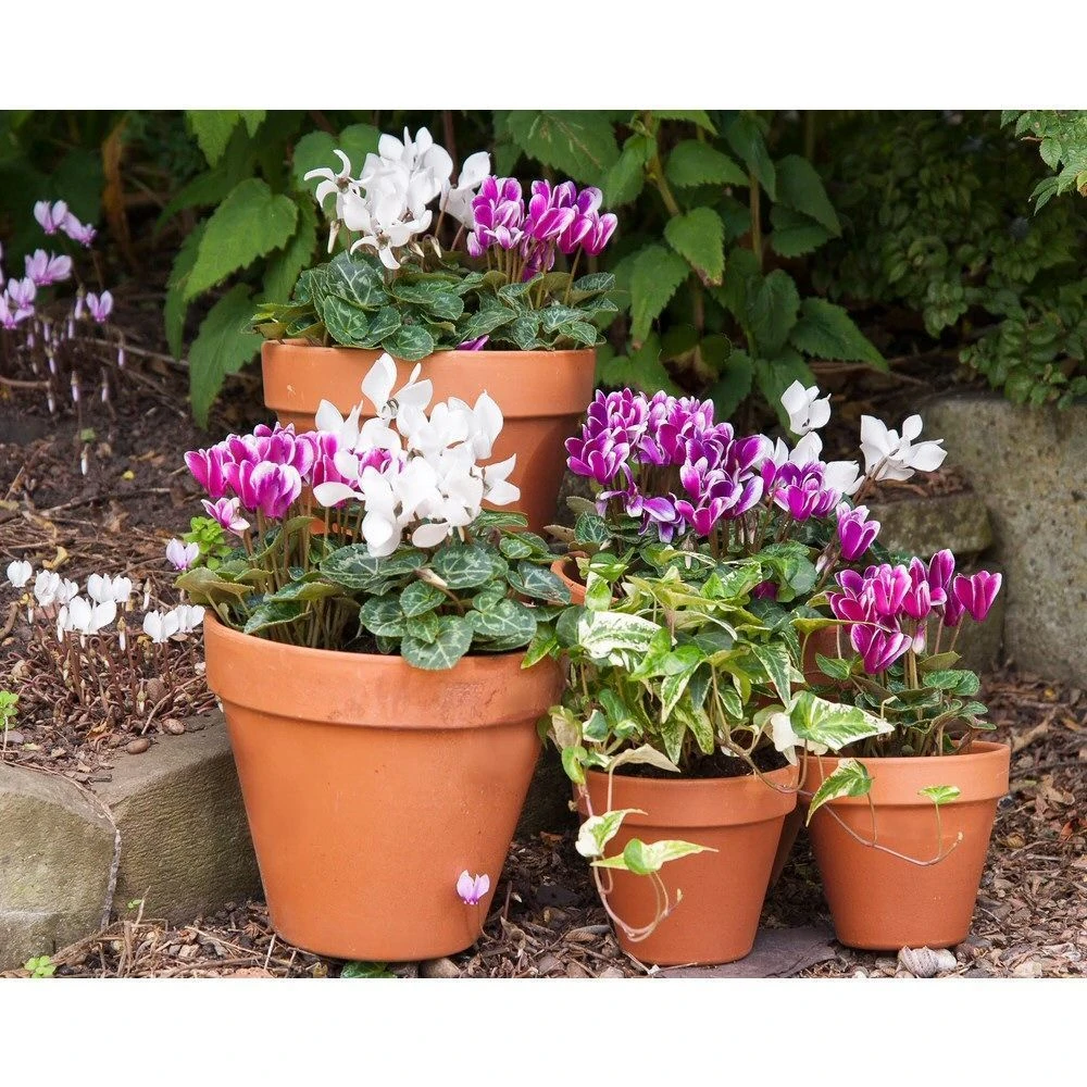 Woodlodge 43cm Terracotta Plain Pot 4 Woodlodge 43cm Terracotta Plain Pot - Image 2