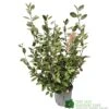 Elaeagnus X Ebbingei Oleaster Plant 80cm Tall (IT) -PlantCraft Sales Shop 5021768000465