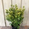 Euonymus Japonicus 'Aureus' 10Ltr Pot -PlantCraft Sales Shop 5021768000489