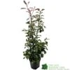 Photinia Fraseri 'Red Robin' 80cm Tall (IT) -PlantCraft Sales Shop 5021768000991