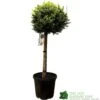 Cupressus Leylandii 'Castlewellan Gold' Half-standard Conifer 140cm Tall -PlantCraft Sales Shop 5021768002292