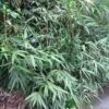 Pseudosasa Japonica Bamboo Plant 1.25m Tall (IT) -PlantCraft Sales Shop 5021768004678