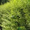 Ligustrum Ovalifolium 'Aureum' Privet 80cm Tall (IT) 2 Ligustrum Ovalifolium 'Aureum' Privet 80cm Tall (IT) -PlantCraft Sales Shop 5021768007716
