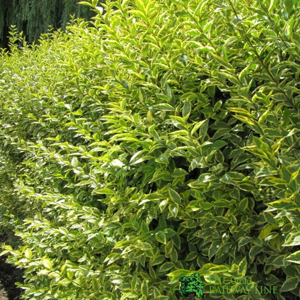 Ligustrum Ovalifolium 'Aureum' Privet 80cm Tall (IT) 3 Ligustrum Ovalifolium 'Aureum' Privet 80cm Tall (IT)