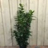 Prunus 'Novita' Common Laurel Plant 1m Tall (IT) -PlantCraft Sales Shop 5021768007914 d985e756 51a6 4c03 8244 f9d87a43e4e2