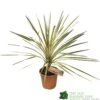 Cordyline Australis 'Torbay Dazzler' 60cm Tall (IT) 2 Cordyline Australis 'Torbay Dazzler' 60cm Tall (IT) -PlantCraft Sales Shop 5021768016725