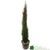 Cupressus Sempervirens 'Totem' Conifer 1m Tall (IT) -PlantCraft Sales Shop 5021768016893 b860b574 785c 4e25 adde c4dec02615ca