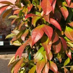 Trachelospermum Jasminoides Arch Trained Jasmine Climber 18Ltr Pot 7 Trachelospermum Jasminoides Arch Trained Jasmine Climber 18Ltr Pot -PlantCraft Sales Shop 5021768019641 2