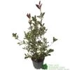 Photinia X Fraseri 'Pink Marble' Plant 80cm Tall (IT) 2 Photinia X Fraseri 'Pink Marble' Plant 80cm Tall (IT) -PlantCraft Sales Shop 5021768024966