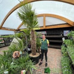 Trachycarpus Fortunei Chusan Palm Tree 3m Tall 7 Trachycarpus Fortunei Chusan Palm Tree 3m Tall -PlantCraft Sales Shop 5021768025277 3