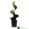 Ilex Crenata Spiral Topiary Plant 100cm Tall 12 Ltr Pot -PlantCraft Sales Shop 5021768025673 7bd3a5e8 335a 4311 8df1 7882edb16de0