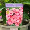 Phlox 'Sweet Summer Dream Orange Rose' 3Ltr Pot 2 Phlox 'Sweet Summer Dream Orange Rose' 3Ltr Pot -PlantCraft Sales Shop 5021768048603