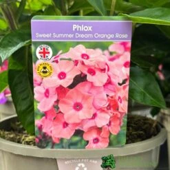 Phlox 'Sweet Summer Dream Orange Rose' 3Ltr Pot