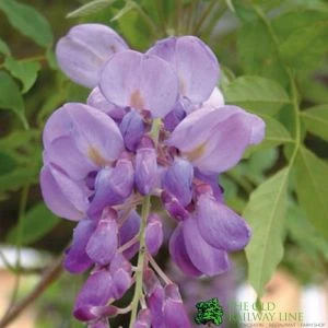 Wisteria Sinensis Climber 1.8m Tall (IT) 3 Wisteria Sinensis Climber 1.8m Tall (IT)