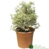Pittosporum Tenuifolium 'Silver Queen' Plant 50cm Tal (IT) 1 Pittosporum Tenuifolium 'Silver Queen' Plant 50cm Tal (IT) -PlantCraft Sales Shop 5021768052945