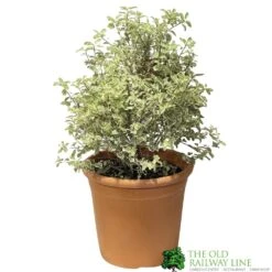 Pittosporum Tenuifolium 'Silver Queen' Plant 50cm Tal (IT)