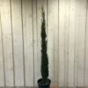 Cupressus Sempervirens 'Totem' Conifer 1.5m Tall (IT) -PlantCraft Sales Shop 5021768056844 263a2adb 96d6 417d 9781 9608e7e28eec