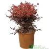 Nandina Domestica 'Obsessed' Heavenly Bamboo 30cm Tall (IT) -PlantCraft Sales Shop 5021768064047
