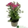 Achillea 'New Vintage Violet' 3Ltr Pot 1 Achillea 'New Vintage Violet' 3Ltr Pot -PlantCraft Sales Shop 5021768068984