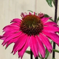 Echinacea 'Sensation Pink' Plant 2 Ltr Pot -PlantCraft Sales Shop 5021768069202 3