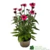 Echinacea 'Sensation Pink' Plant 2 Ltr Pot 1 Echinacea 'Sensation Pink' Plant 2 Ltr Pot -PlantCraft Sales Shop 5021768069202 9c267101 cf06 4299 acb6 0db8f65e2aec