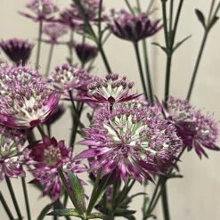 Astrantia 'Star Of Love' Plant 3 Ltr -PlantCraft Sales Shop 5021768072080 3