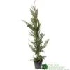 Cupressus Leylandii Conifer Hedging Plant 1.25m Tall (IT) -PlantCraft Sales Shop 5021768075944 df1d85ec 5ef5 44d5 91fb 39dfa0149986