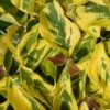 Cornus Florida 'Rainbow' Flowering Dogwood 10Ltr Pot -PlantCraft Sales Shop 5021768076866