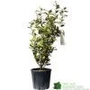 Elaeagnus X Submacrophylla 'Viveleg' Oleaster Plant 50cm Tall (IT) -PlantCraft Sales Shop 5021768076903